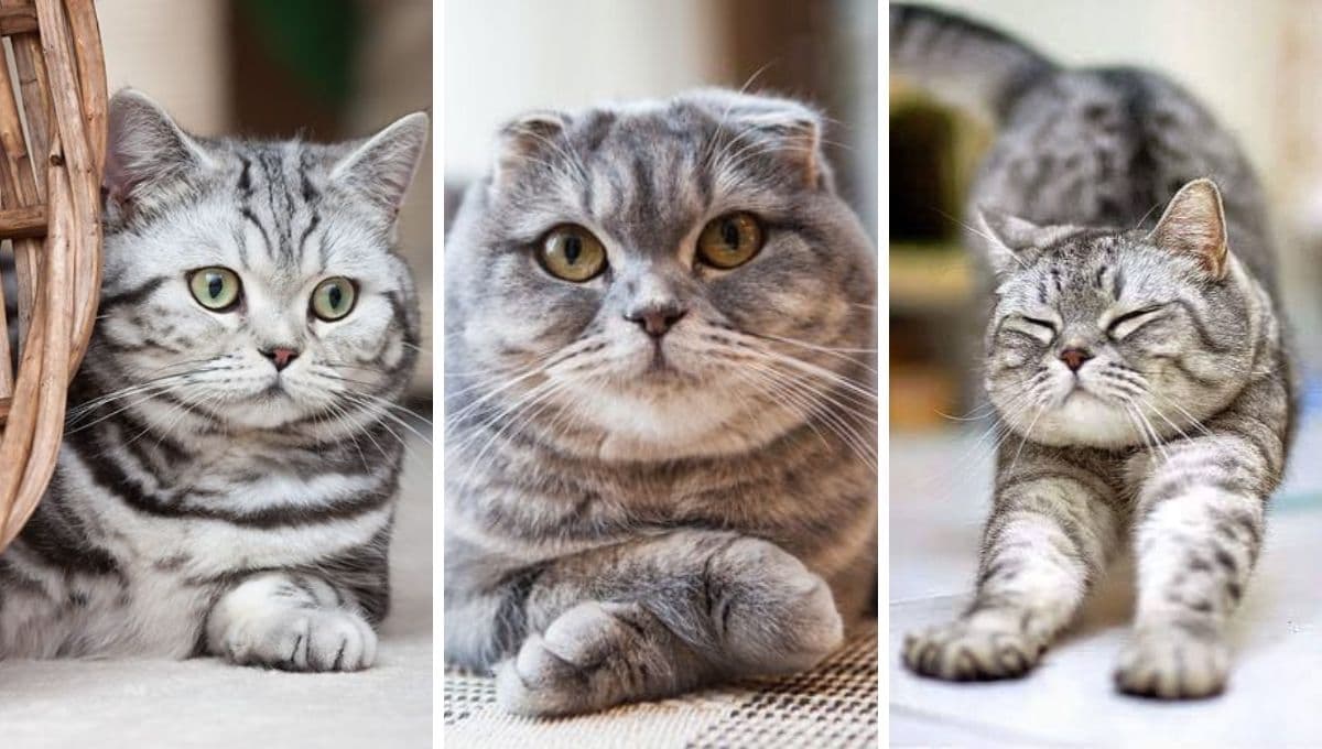 5 nombres para gatos grises con rayas y su significado bonito