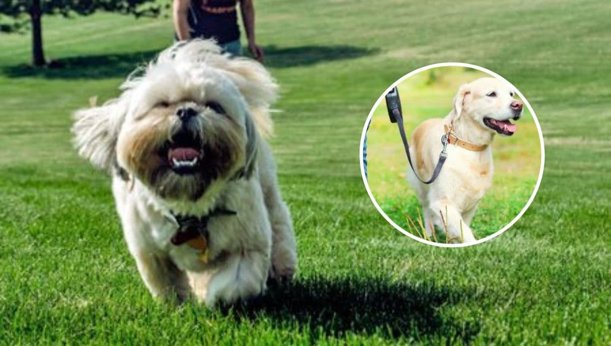 ¿Qué significa que tu perro se escape de casa y NO te obedezca?