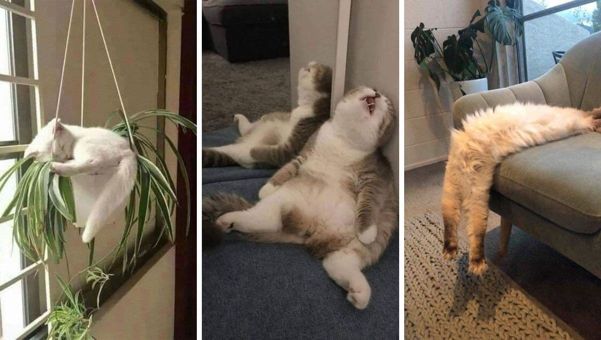 3 BENEFICIOS emocionales de tener un gato en casa