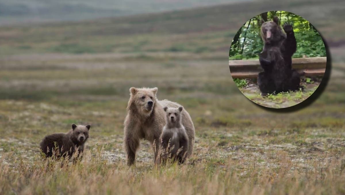 ¿Fue real? Captan a un oso agradeciendo a automovilista que le cedió el paso | VIDEO
