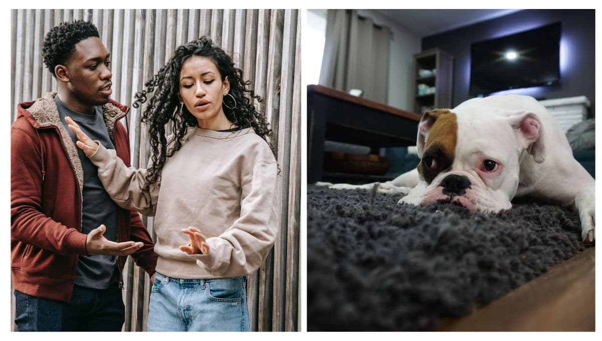 ¿Cómo saber si mi perro extraña a mi ex? (o si el perro de tu ex te extraña)