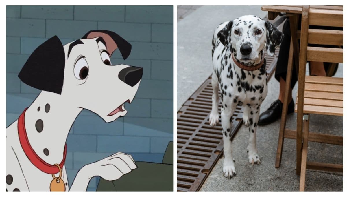 5 nombres de perros machos FAMOSOS con su significado