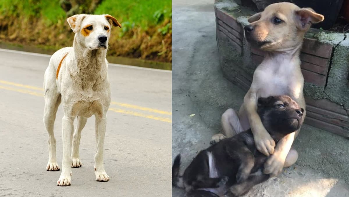 Perrito se da cuenta de que es ABANDONADO y su reacción le destrozó el corazón a todo internet