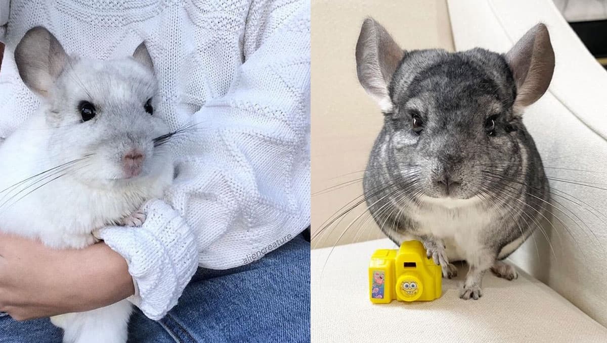 ¿Cómo saber si tu chinchilla te quiere?