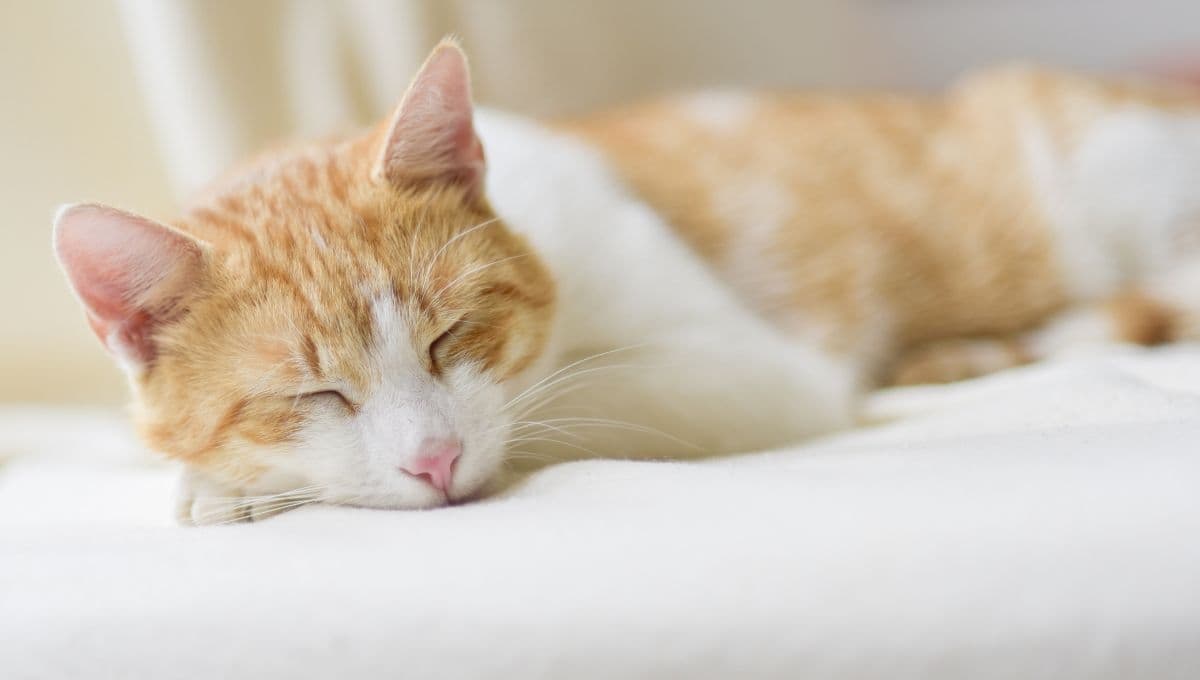 ¿Qué pasa cuando un gatito duerme con los ojos abiertos?