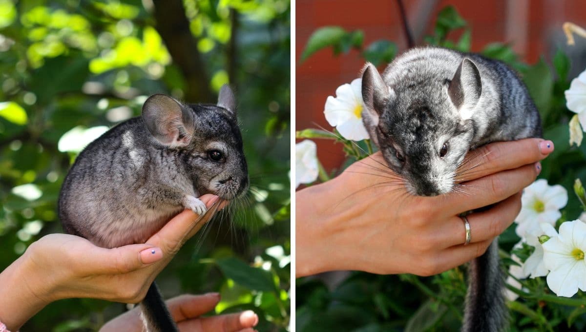 ¿Por qué mi chinchilla me muerde?