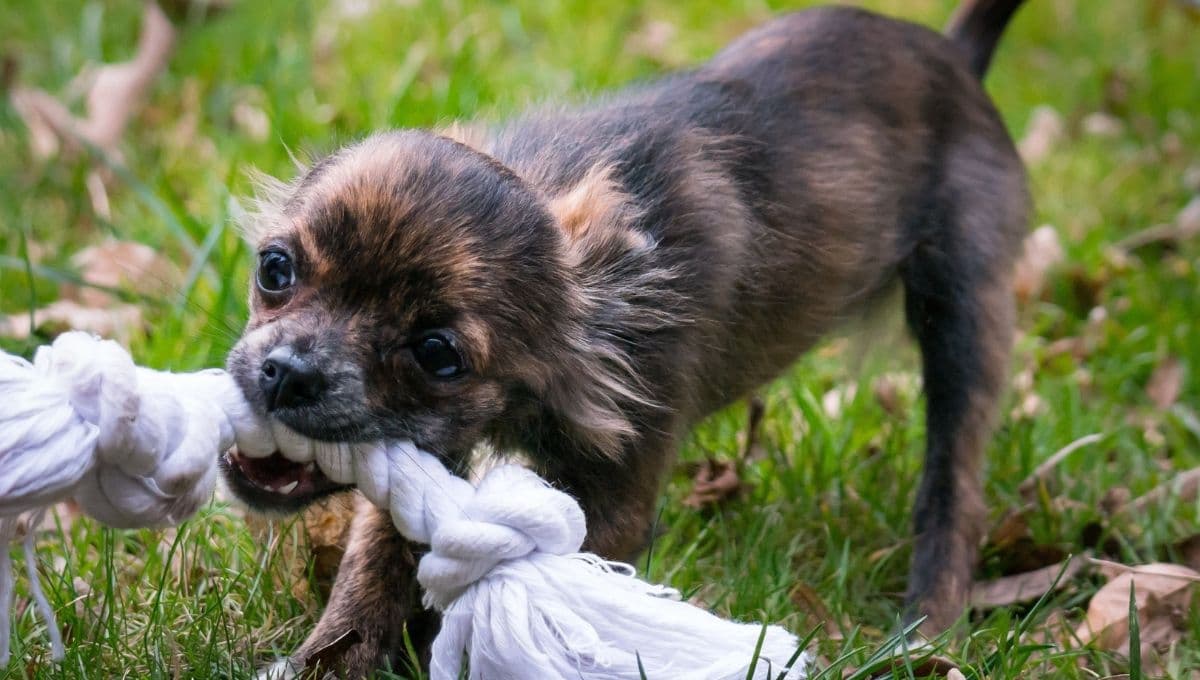 ¿Cómo se le quita lo DESTRUCTOR a un perro?