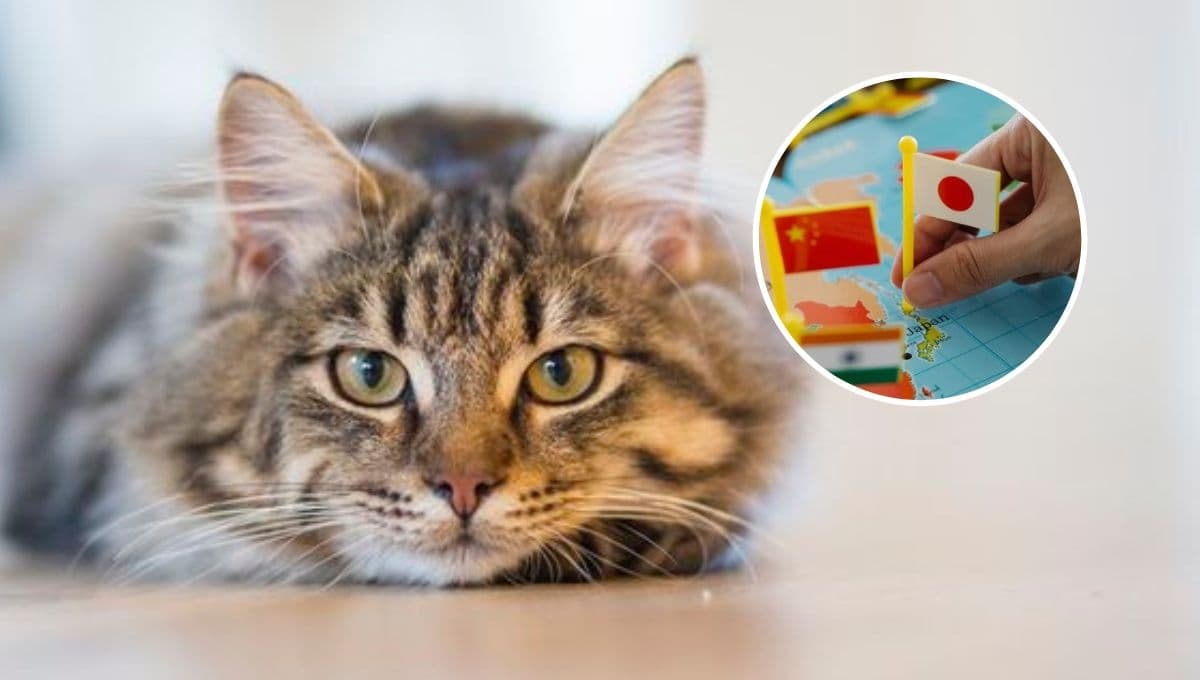6 nombres japoneses y elegantes para gatitas sofisticadas con significado