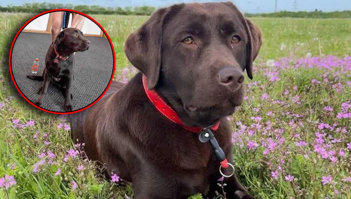 Conoce a Win, el perrito del Arsenal que le ayuda a los jugadores con su salud mental