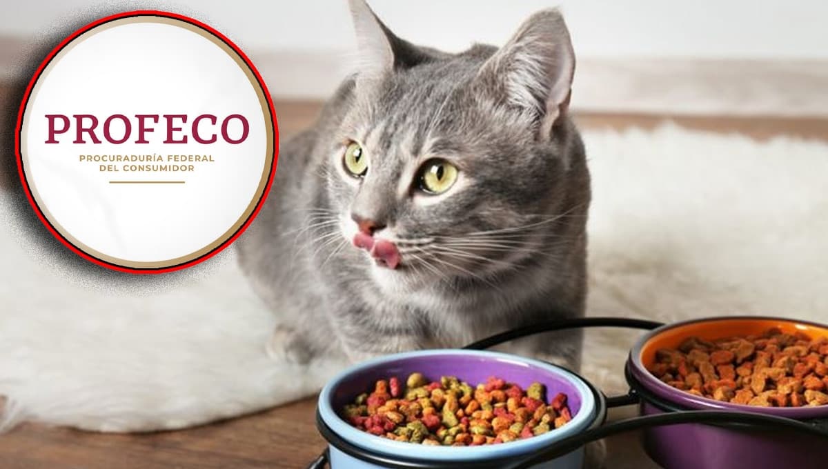 ¿Qué tan bueno es el alimento para gatos Kisha según la Profeco?