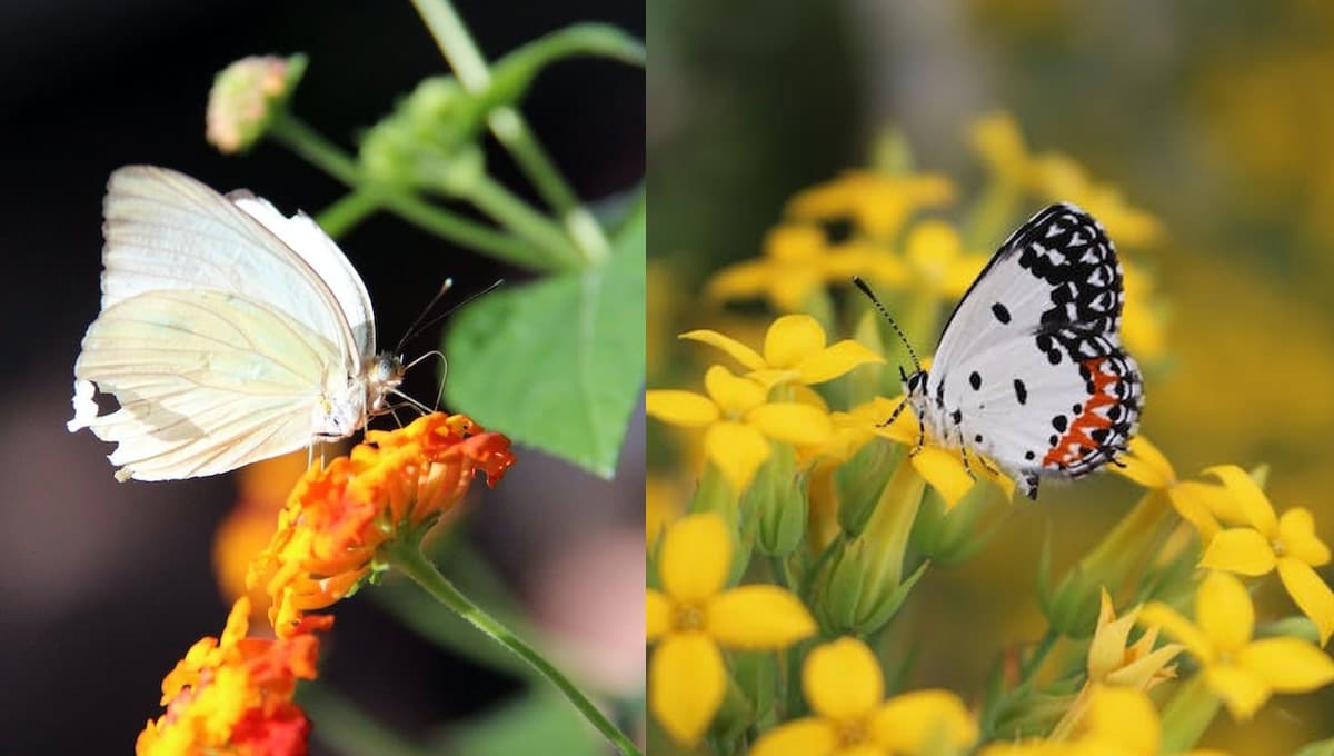 ¿Qué significa la visita de una mariposa blanca?