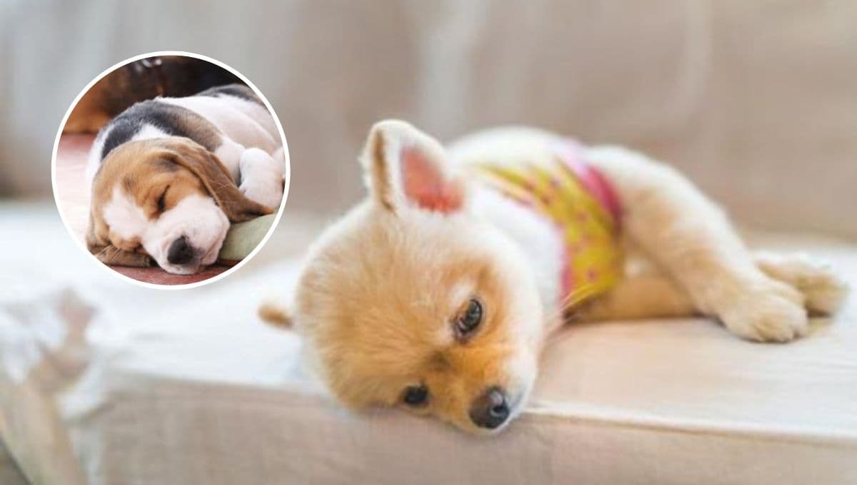 ¿Qué hacer cuando un perro no puede dormir y está muy inquieto?
