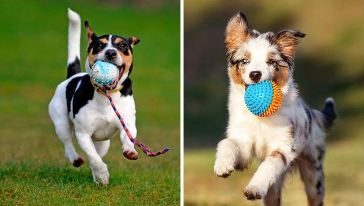 ¿Cómo calmar a un perro con mucha energía?