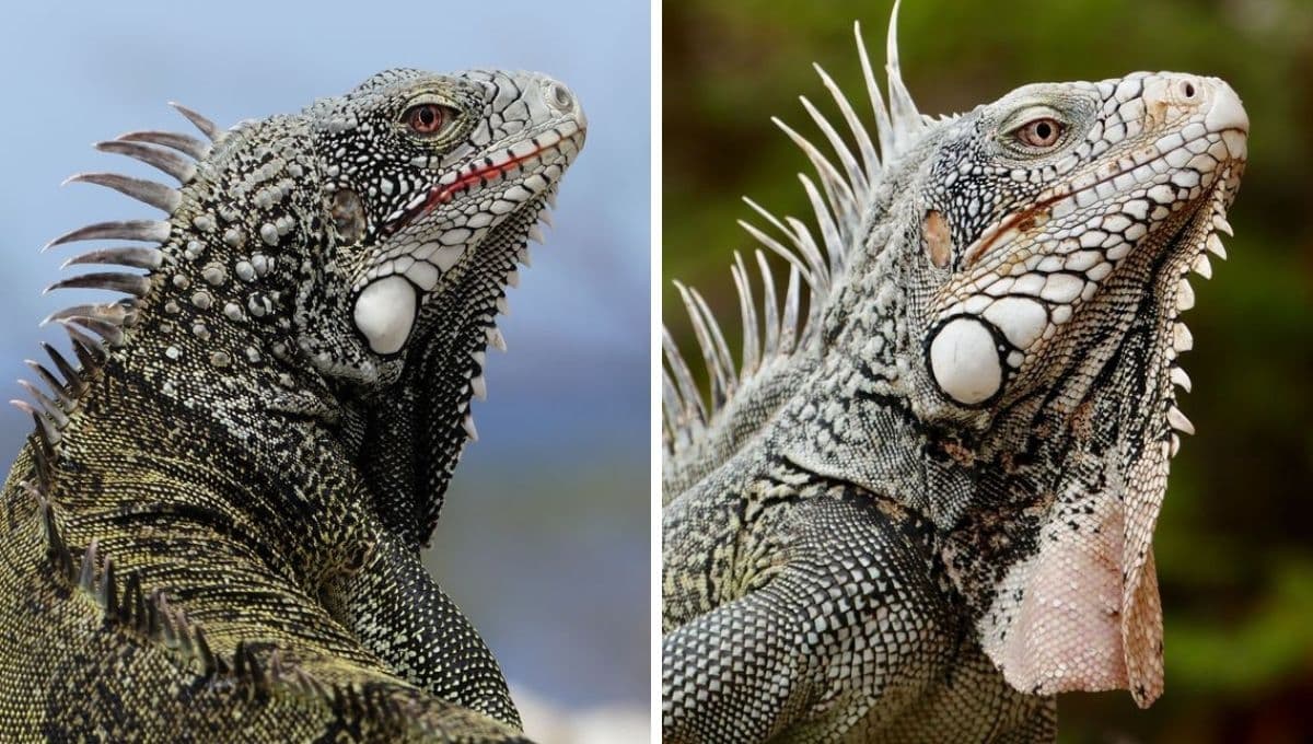 ¿Por qué el 14 de agosto se celebra el Día Mundial del Lagarto?