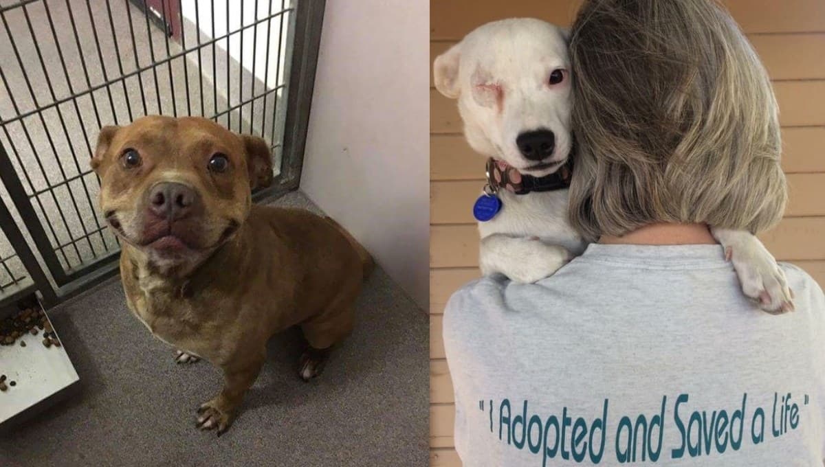 ¿Es cierto que los perros adoptados son más AGRADECIDOS?