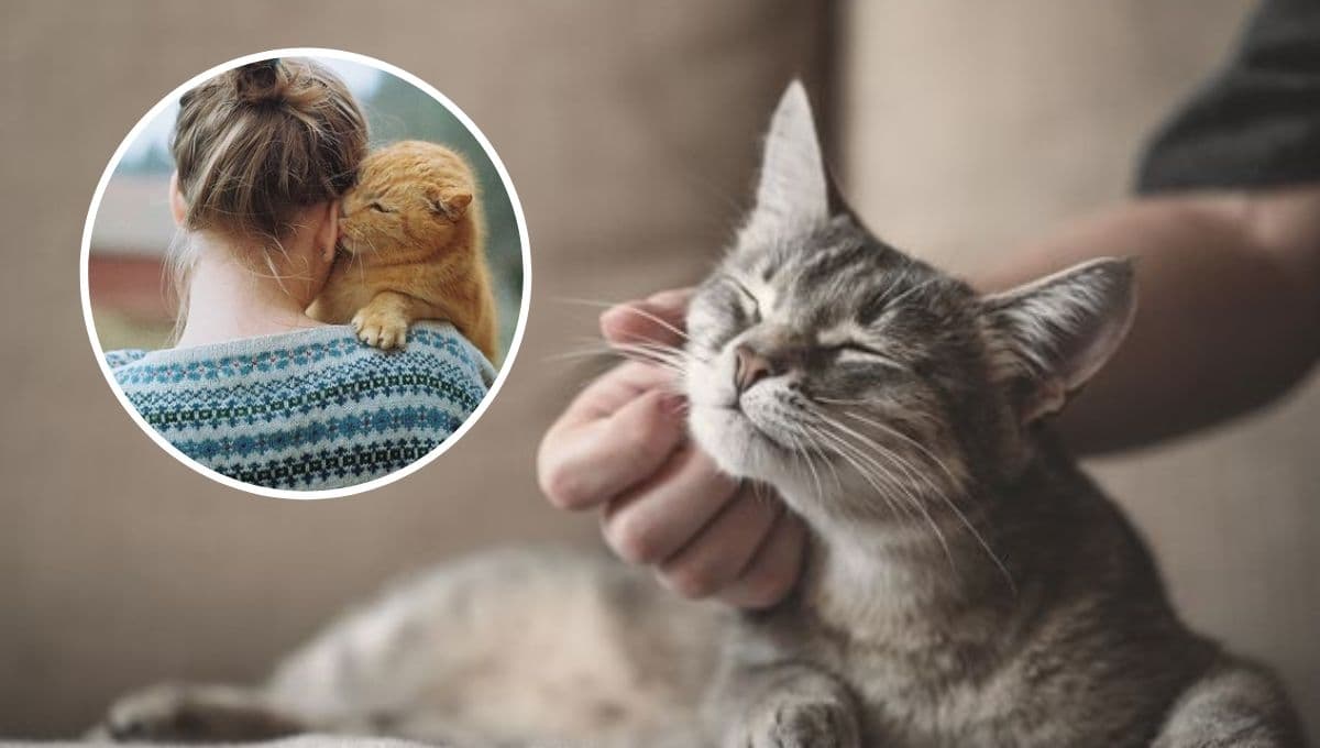 ¿Cómo hacerle saber a mi gato que lo AMO mucho y que lo adoro?