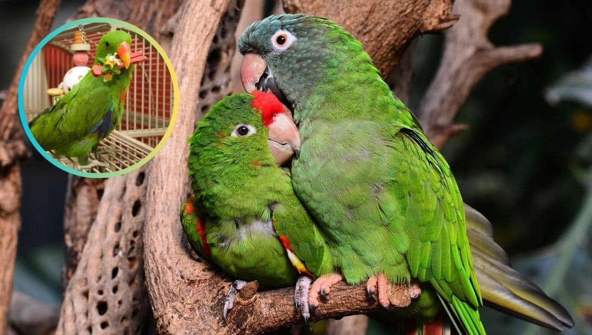 ¿Cómo hacer un hábitat para loros en casa? | TODO lo que necesitas