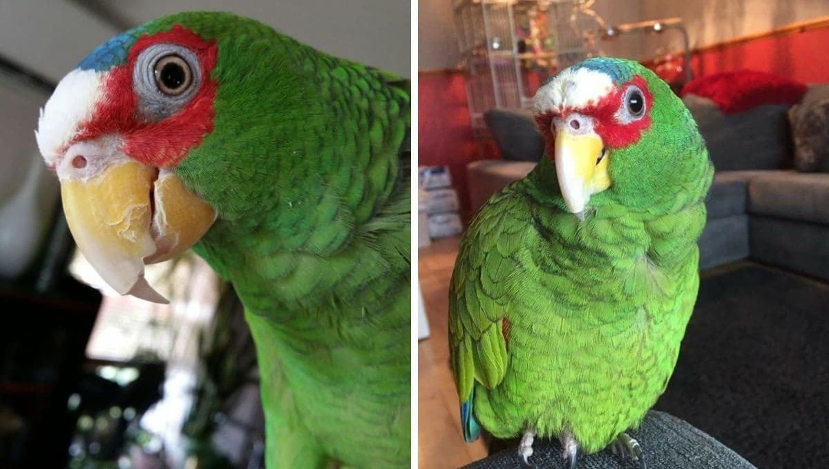 ¿Cómo les gusta jugar a los loros? | Guía fácil para hacerlos felices