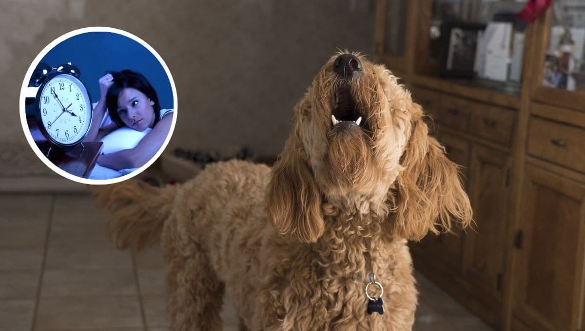 ¿Qué significa cuando un perro le ladra de noche a la nada?