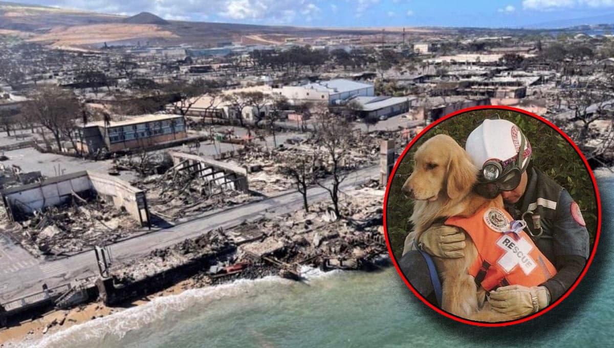 HERÓICOS perritos buscan cuerpos entre las cenizas de Hawaii