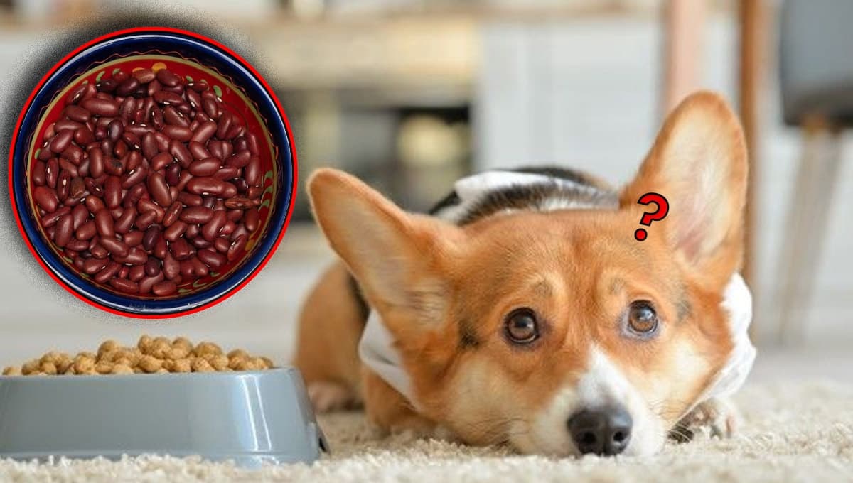 ¿Qué pasa si le das frijoles a un perro de comer?