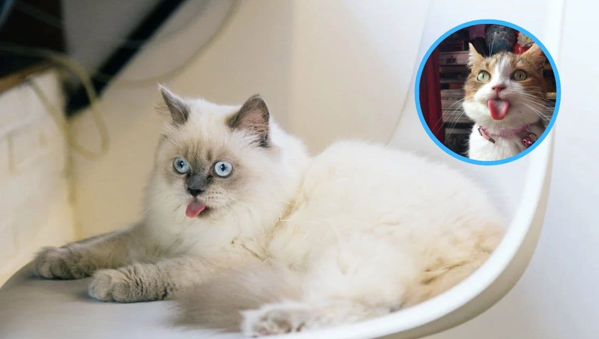 ¿Por qué los gatos sacan la lengua como si fueran perros?