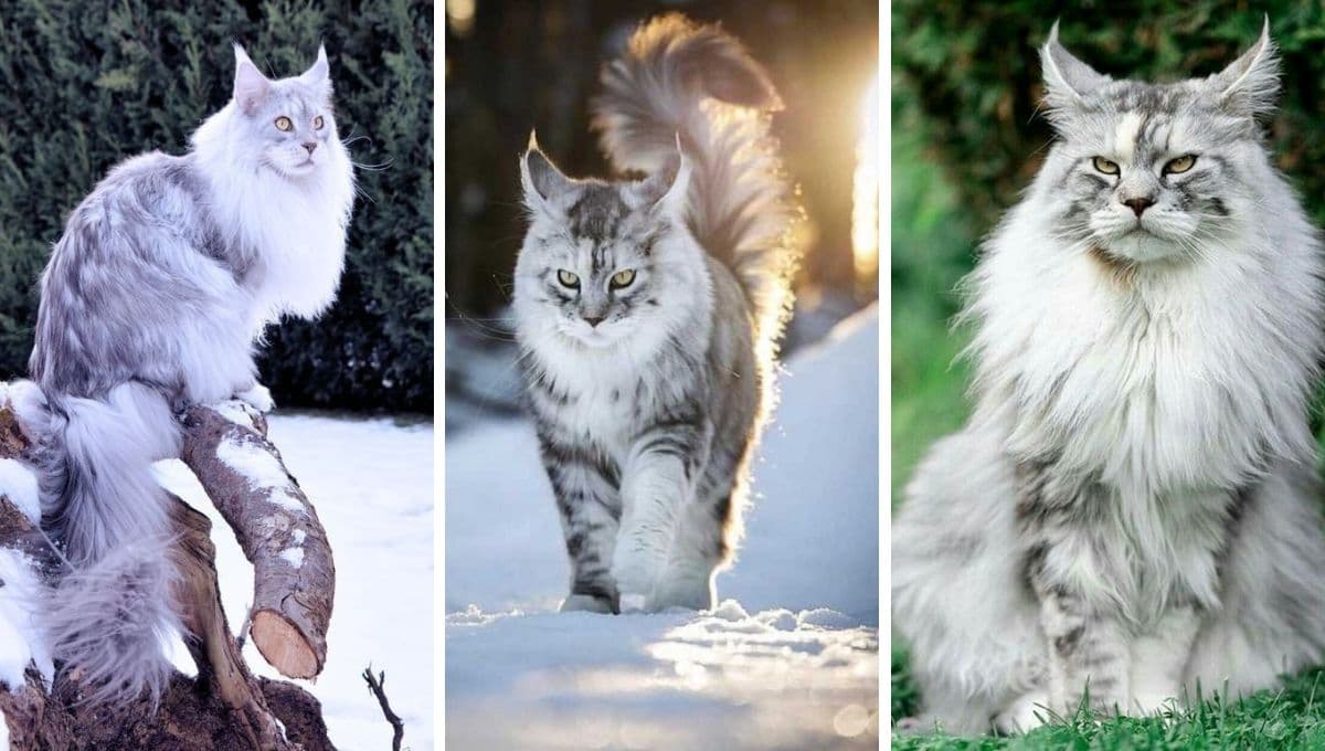 De todas las razas de gatos, estas son las 3 que más años VIVEN