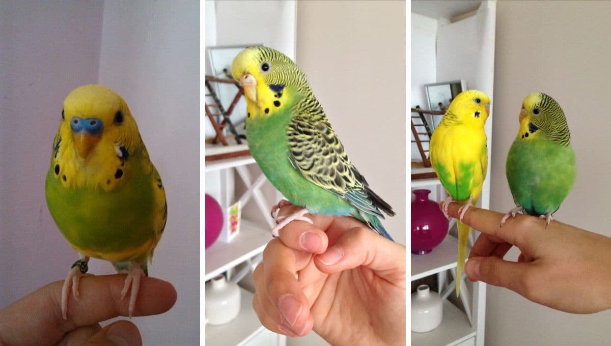 ¿Qué hacer para que un loro NO se aburra y sea feliz en su jaulita?