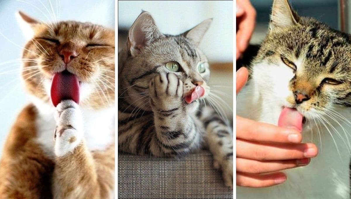 ¿Por qué mi gato saca la lengua y babea?, ¿es malo?