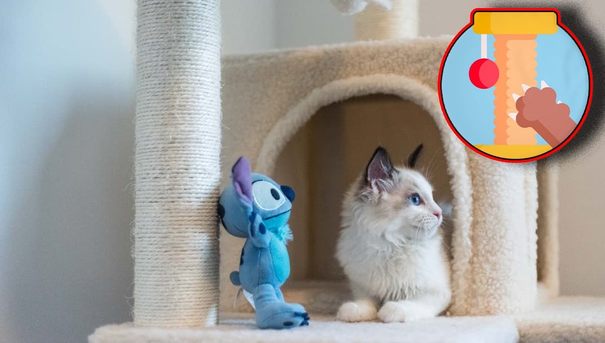Cómo enseñarle a mi gato a usar el rascador: 3 consejos eficaces