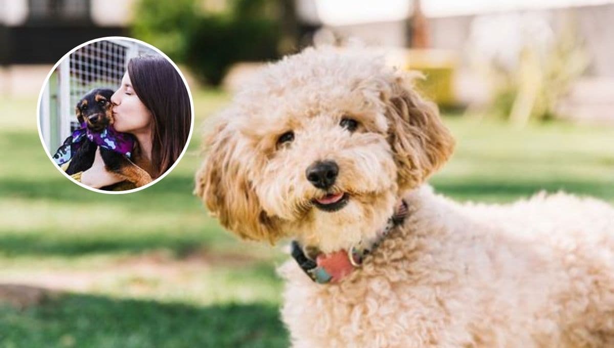 ¿Por qué Sandra Cuevas PROHIBIÓ adopciones de perros en el Parque México de CDMX?