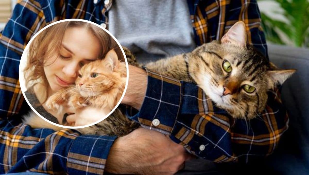Estudio revela qué significa cuando a alguien le gustan mucho los gatos