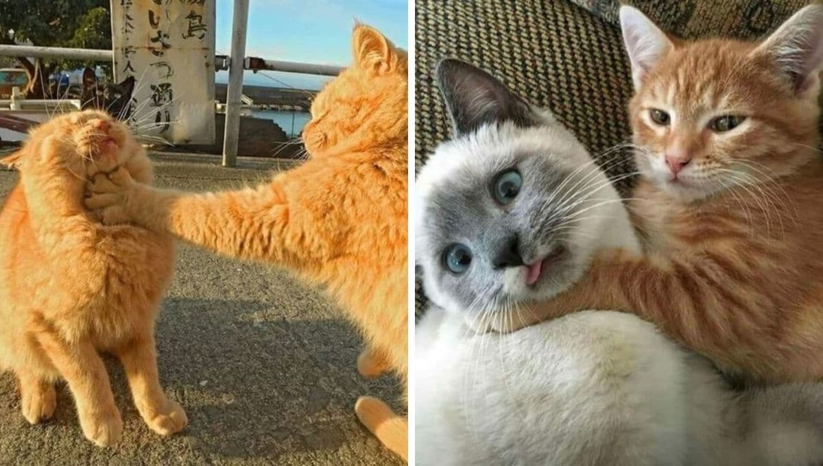 6 MEMES de gatos enojados para compartir como indirectas en WhatsApp