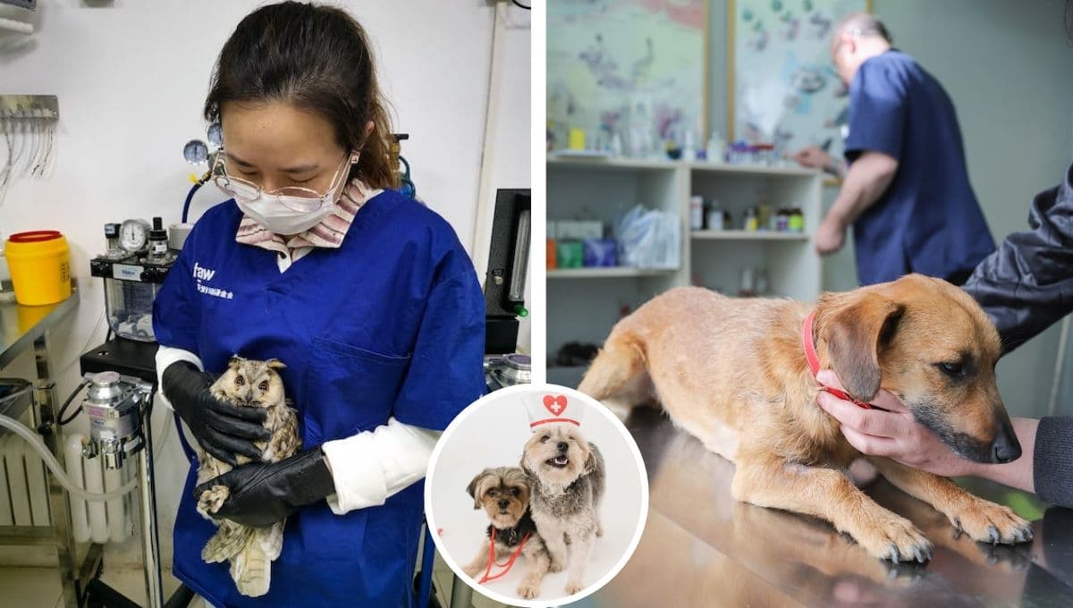 ¿Por qué HOY 17 de agosto se celebra a los veterinarios en México?