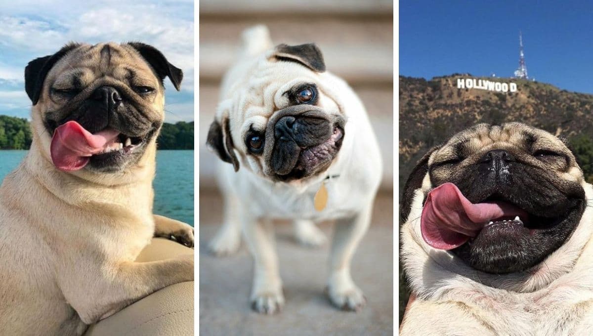 ¿Cuál es la TRISTE historia del origen de los perros pug?