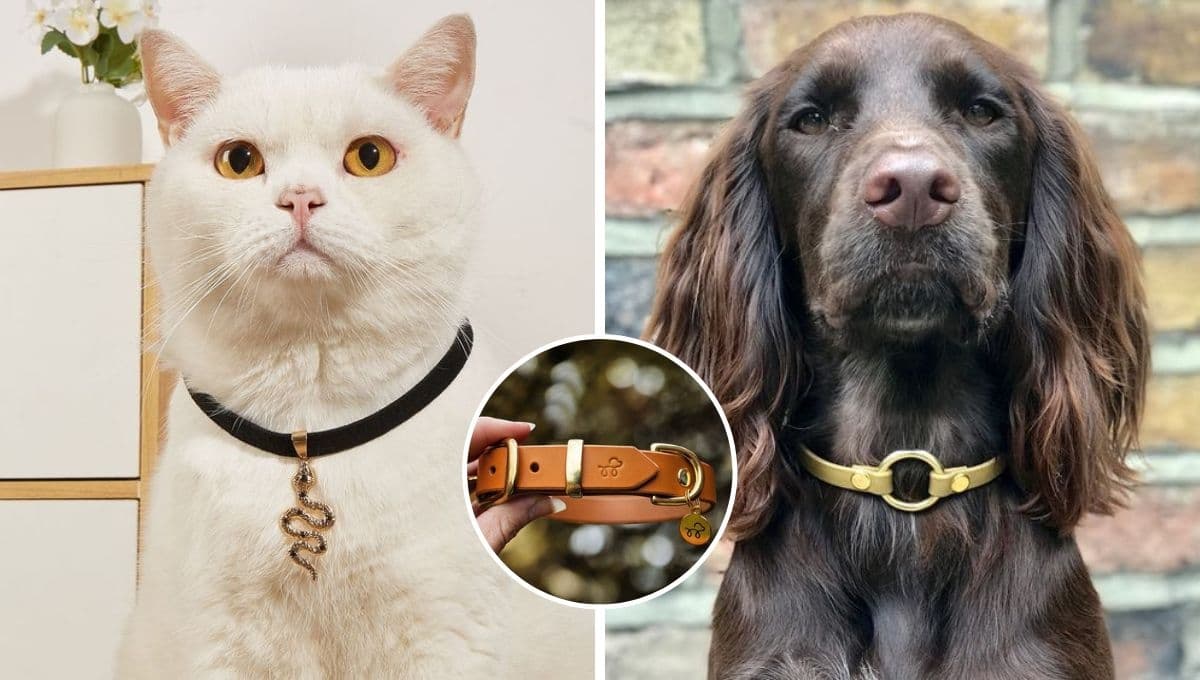 6 mejores collares antipulgas para perros y gatos