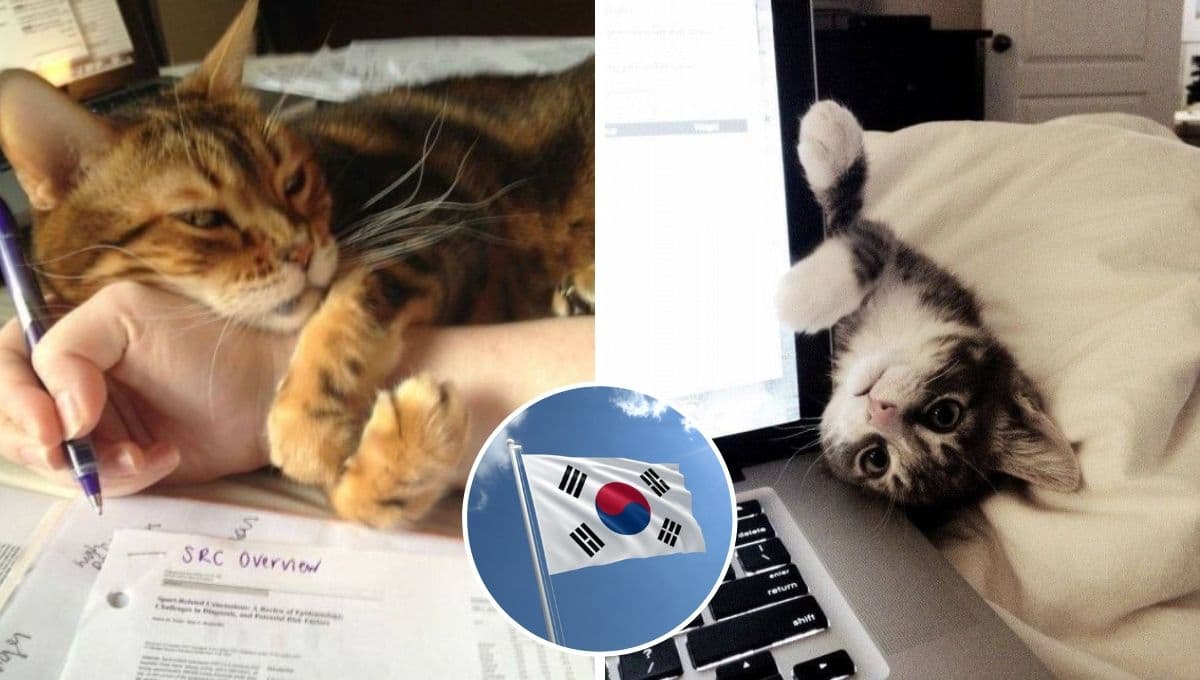 7 nombres coreanos y bonitos para gatos machos con su significado