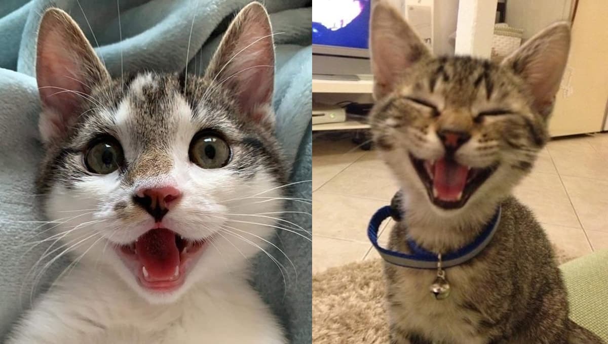 ¿Cómo saber si un gatito se siente querido?