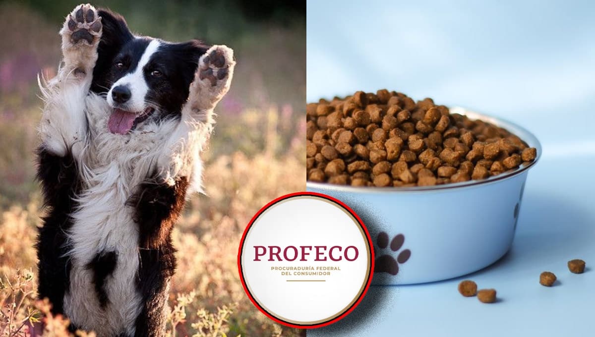 ¿Cuáles son los 5 mejores alimentos para perros en 2023 según la Profeco?