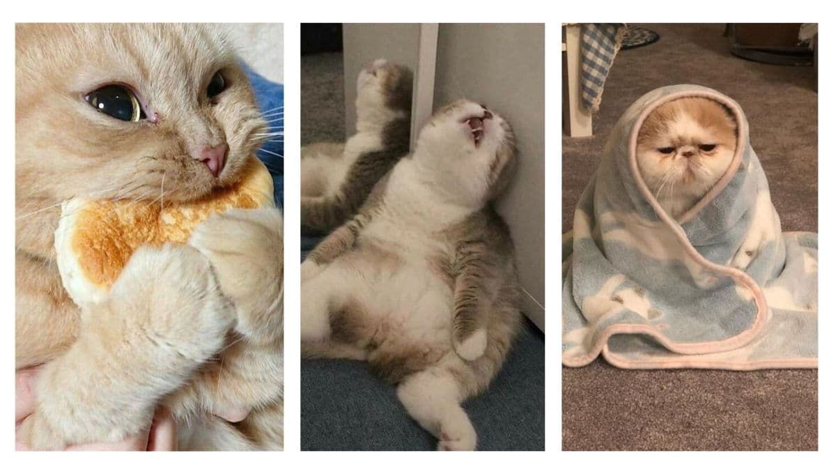 5 fotos de gatos graciosos para compartir en WhatsApp