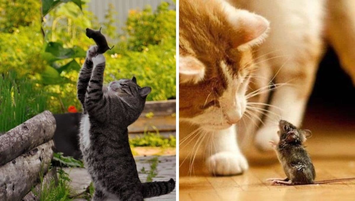 ¿Cuál es el mejor gato para cazar ratones?