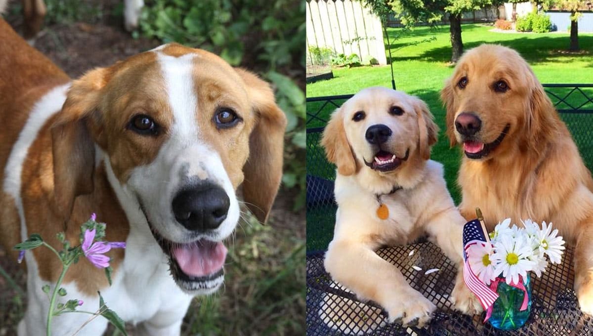 3 razas de perro más tranquilas y CARIÑOSAS: llenarán tu vida de amor