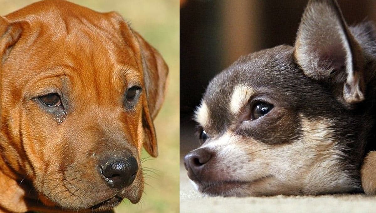 ¿Qué significa cuando un perro te mira y LLORA?