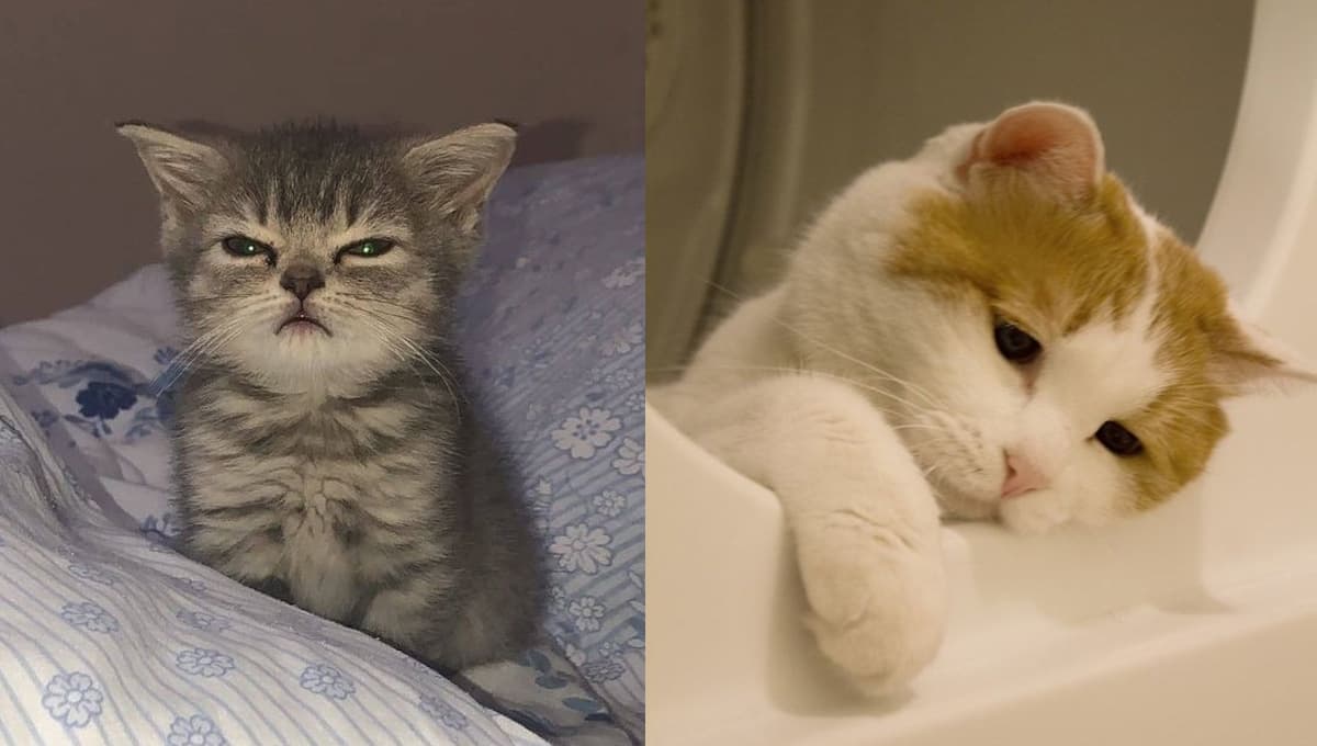 Pisé a mi gato sin querer y ahora me siento culpable, ¿cómo le pido perdón?