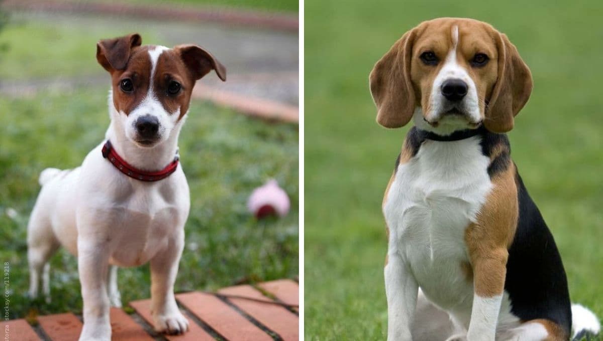 ¿Cuál es el perro IDEAL para un departamento?