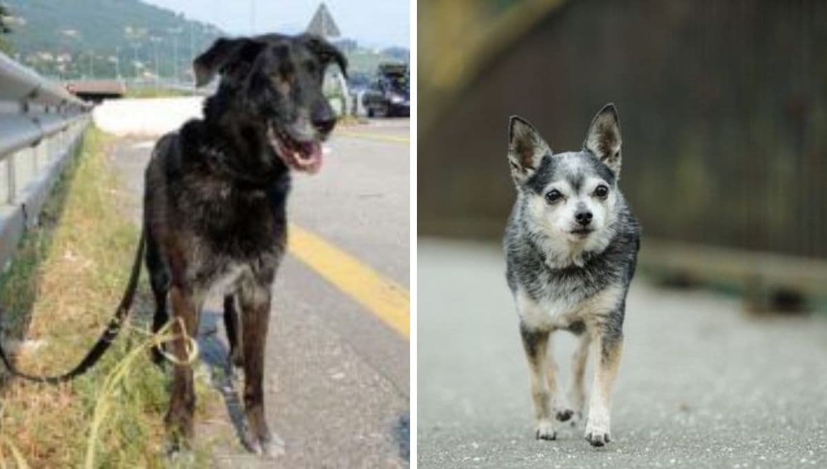 6 FOTOS de animalitos abandonados para crear consciencia este Día Internacional del Animal sin Hogar