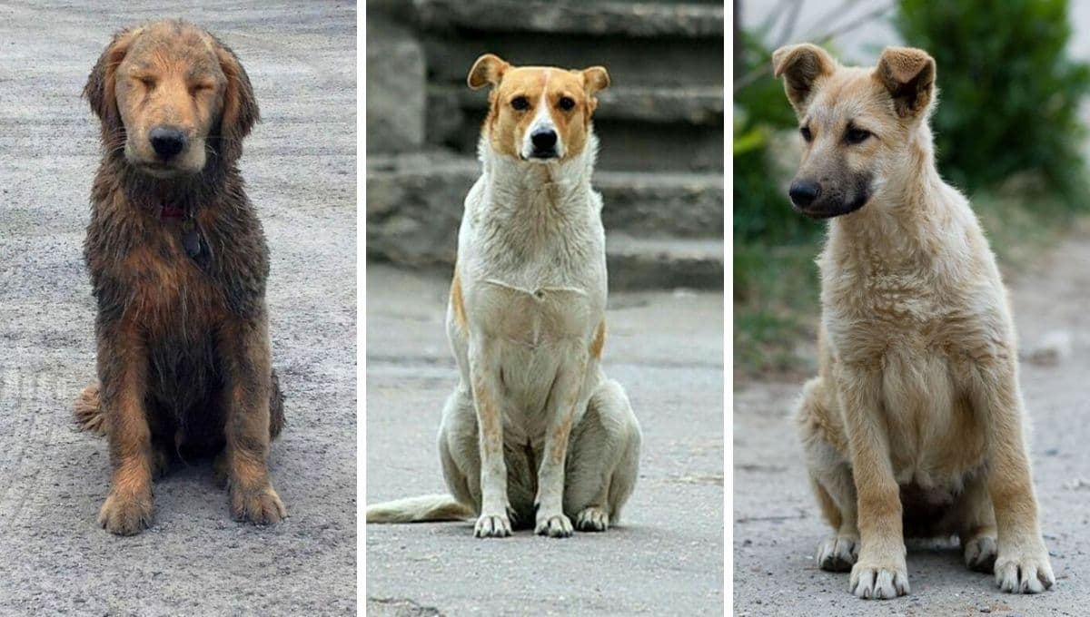 Día Internacional del Animal sin Hogar: ¿por qué se conmemora HOY a los animalitos sin casa?