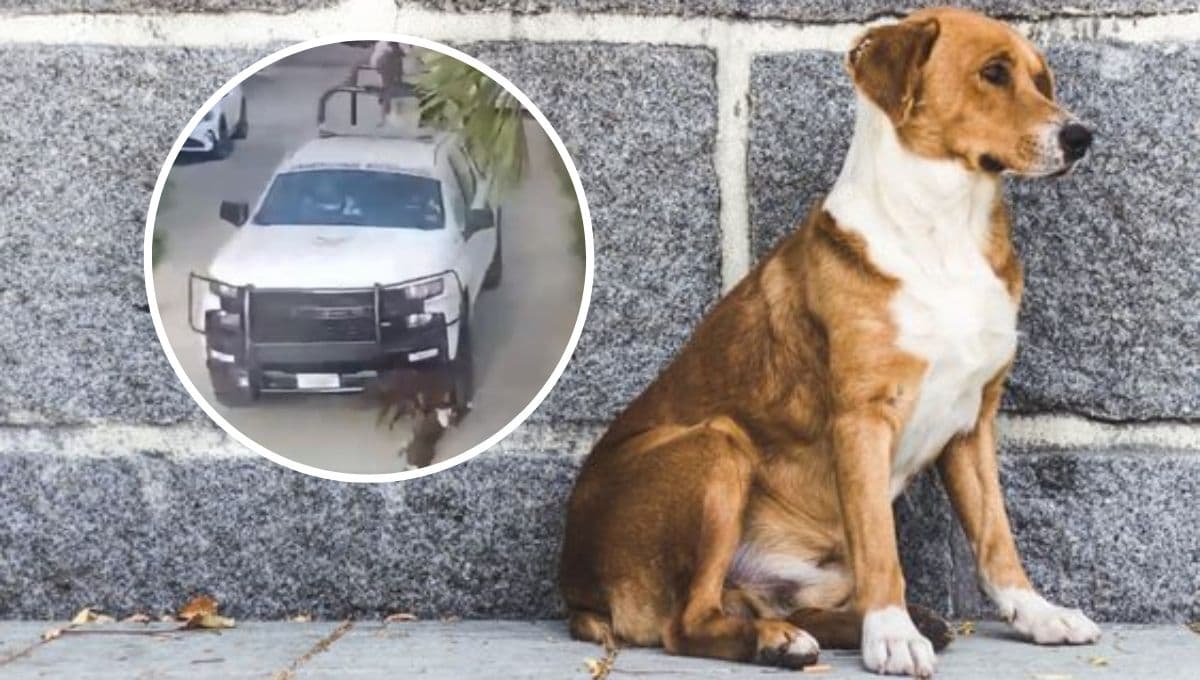 ¿Cuál es el estado de salud de los perritos ATROPELLADOS por la Guardia Nacional en Acapulco?