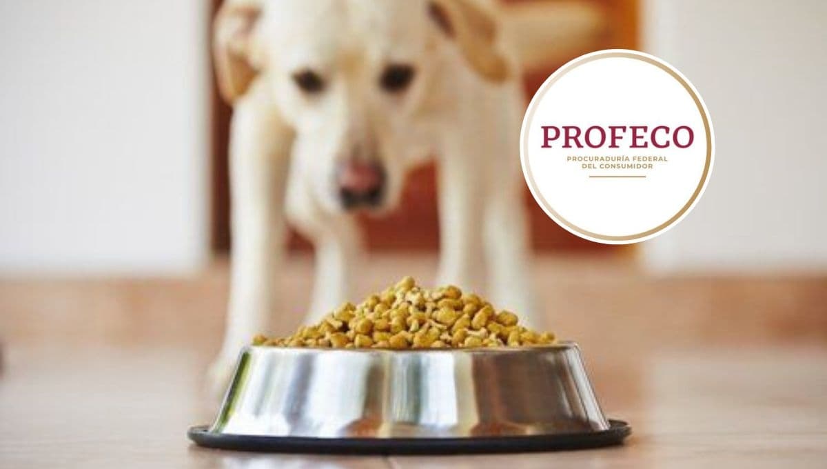 3 MEJORES marcas de comida para los perros según Profeco 2023