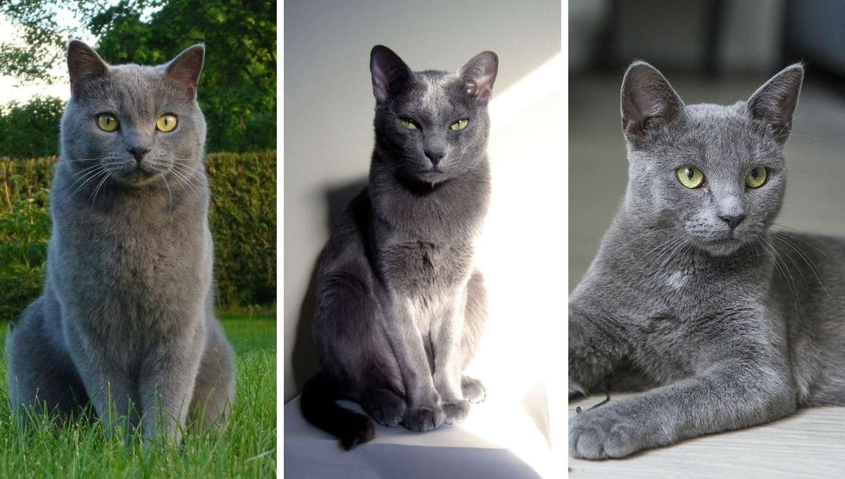 5 nombres árabes para gatos machos con su significado interesante